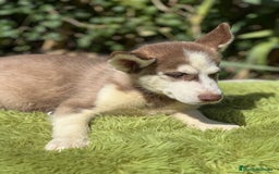 Husky Siberiano perros en venta: Husky rojo - Imagen 9