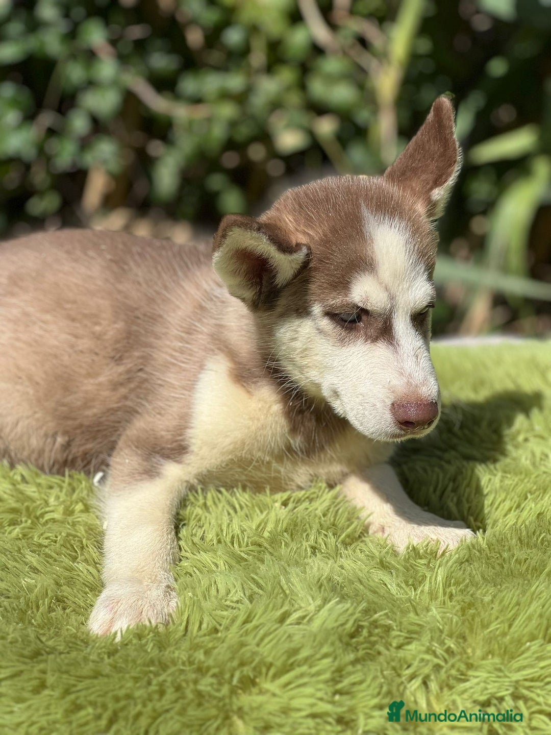 Husky Siberiano perros en venta: Husky rojo - Imagen 9