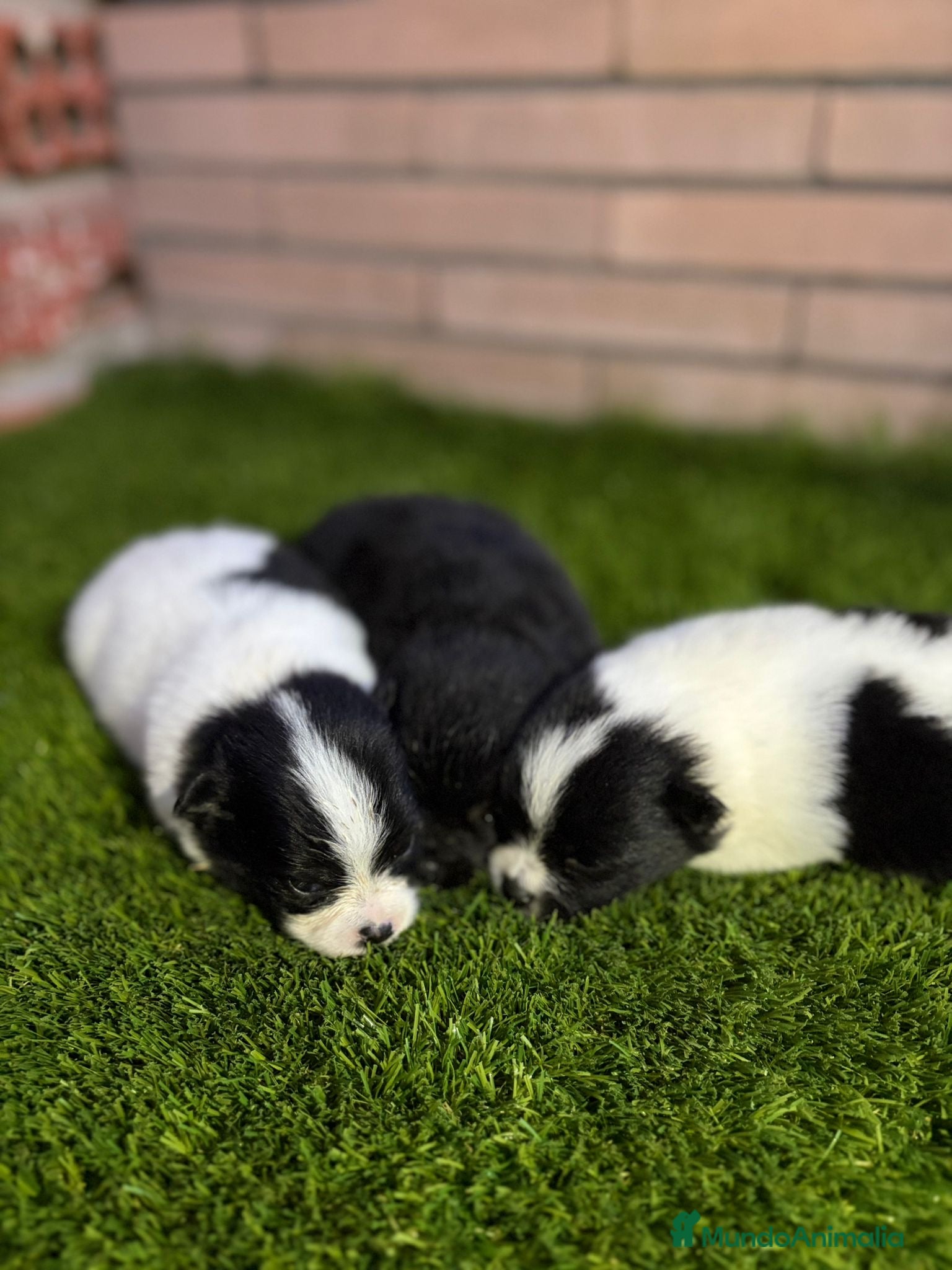 Pomerania perros CACHORRO POMERANIA - Anuncio 2