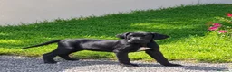 Dogo Alemán perros en venta: Disponible Gran Danés de calidad  - Anuncio 1