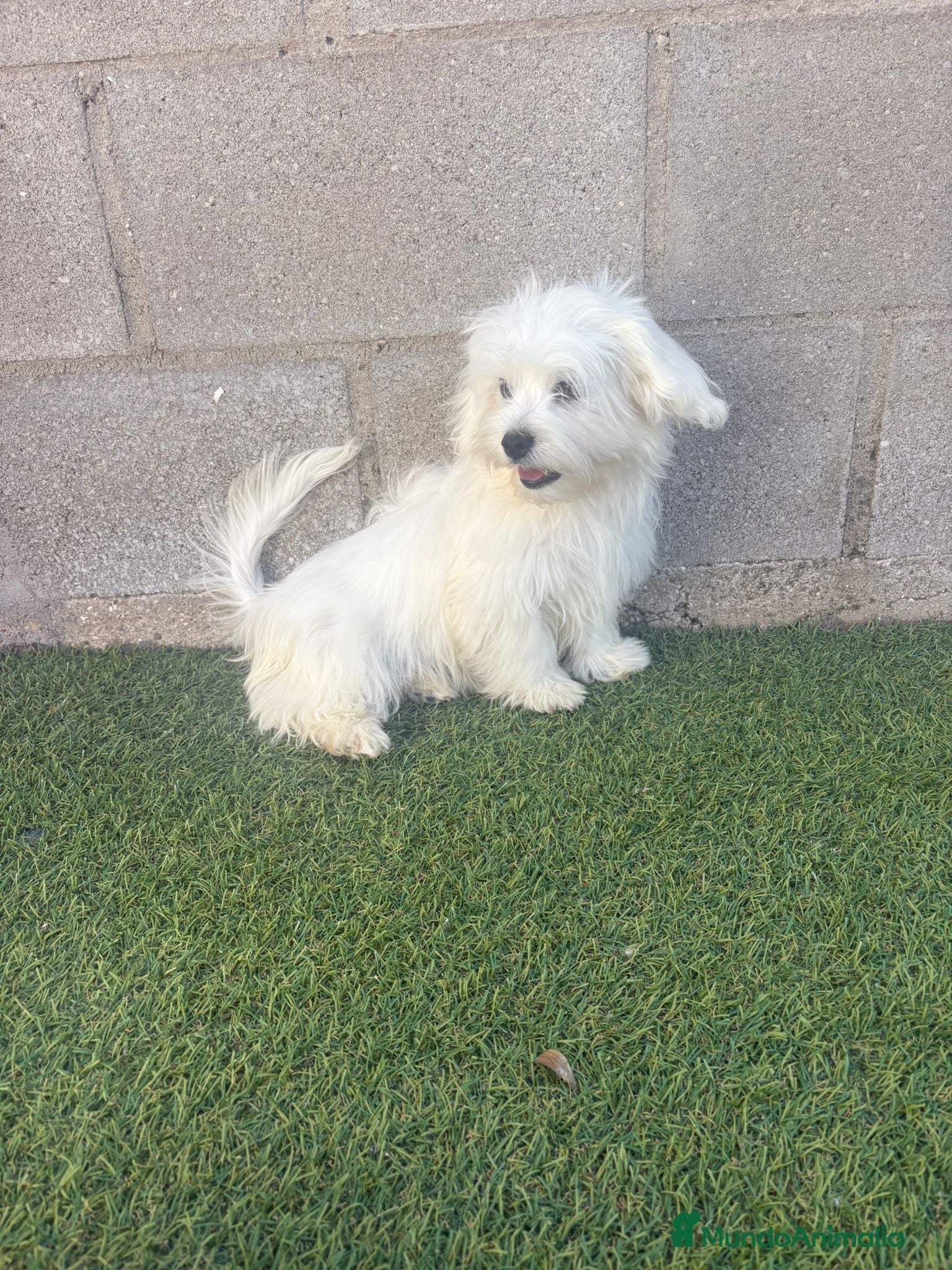 Bichón Maltés perros Bichon maltes - Anuncio 2