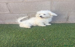 Bichón Maltés perros en venta: Bichon maltes - Imagen 1