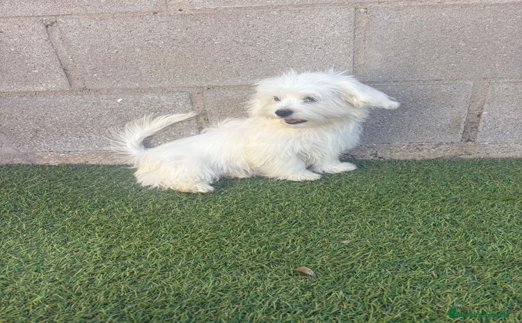 Bichón Maltés perros - Anuncio 2