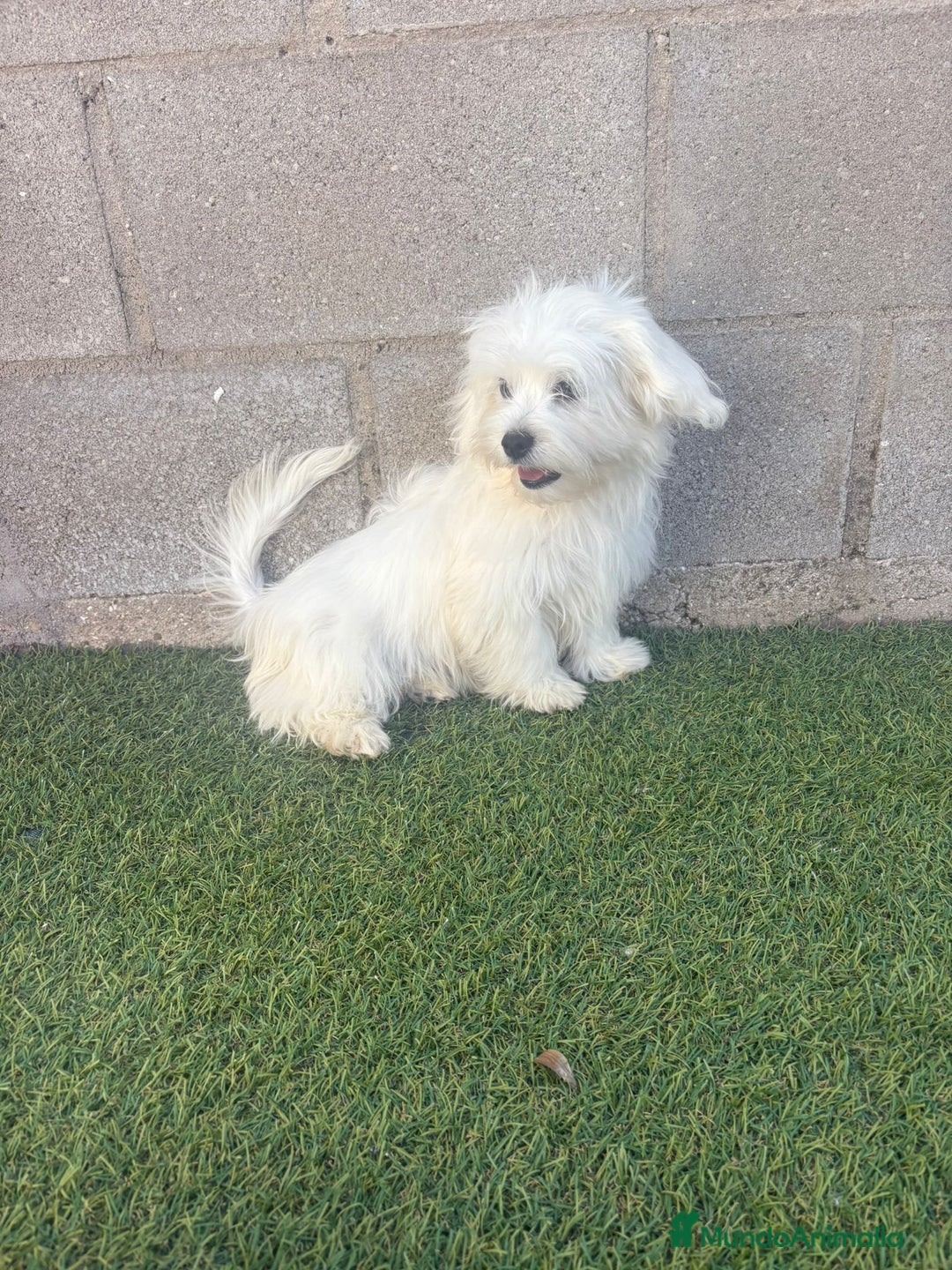 Bichón Maltés perros en venta: Bichon maltes - Imagen 1