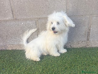 Bichón Maltés perros - Anuncio 7