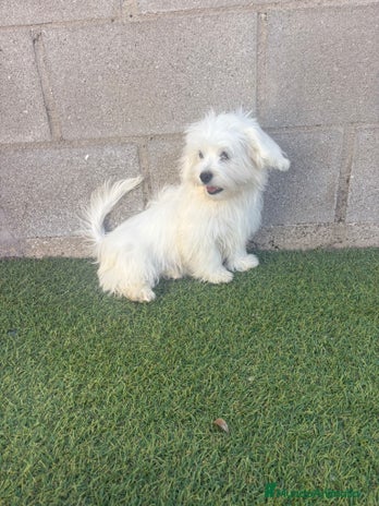 Bichón Maltés perros - Anuncio 7
