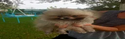 Pomerania perros en venta: Disponible Pomeranias de Calidad  - Anuncio 3