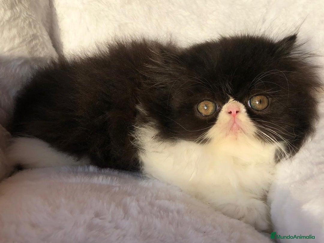 Persa gatos en venta: GATITO PERSA BICOLOR BLANCO Y NEGRO - Anuncio 2
