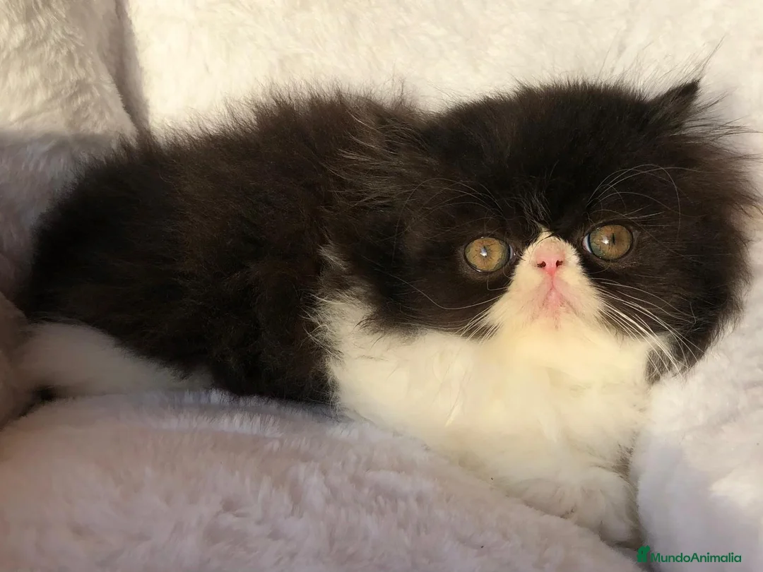 Persa gatos en venta: GATITO PERSA BICOLOR BLANCO Y NEGRO - Anuncio 2