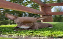Chihuahua perros en venta: CHIHUAHUA HEMBRA - Imagen 2