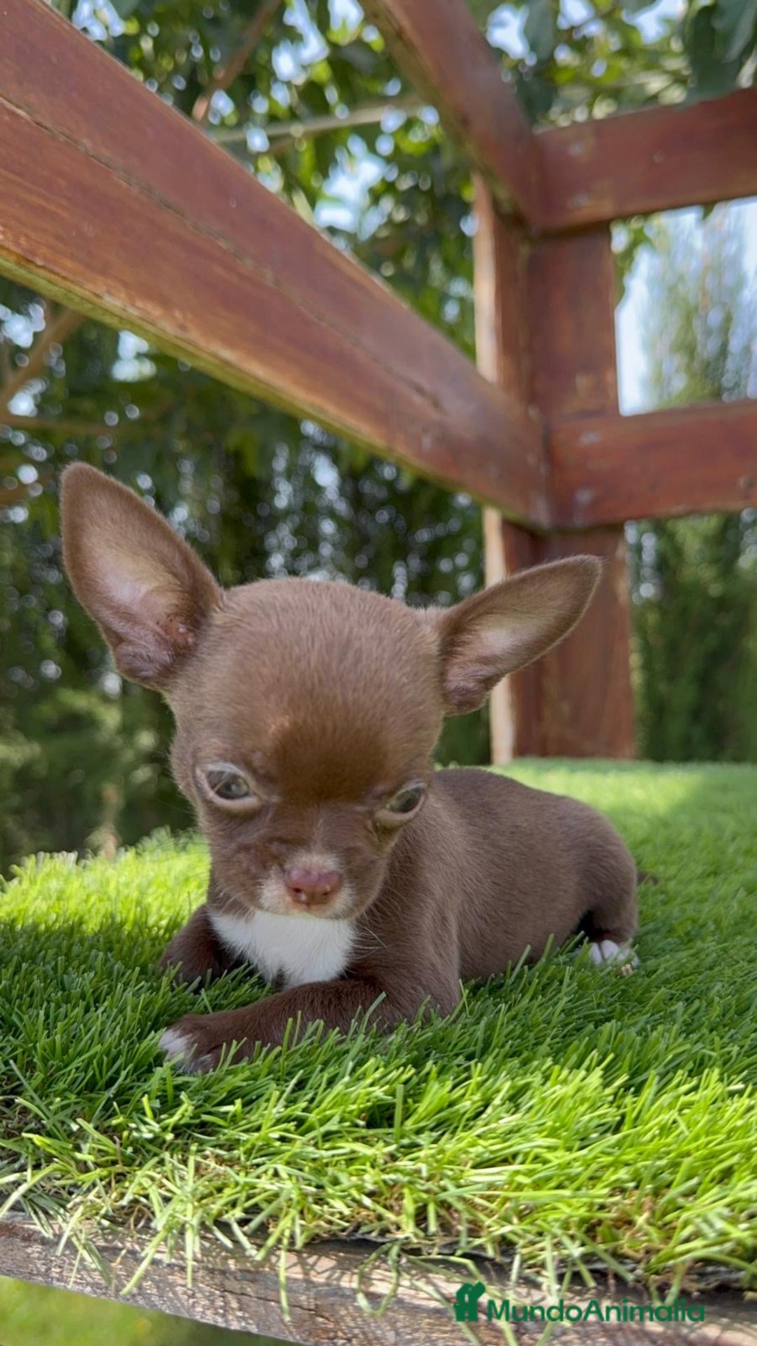 Chihuahua perros en venta: CHIHUAHUA HEMBRA - Imagen 2