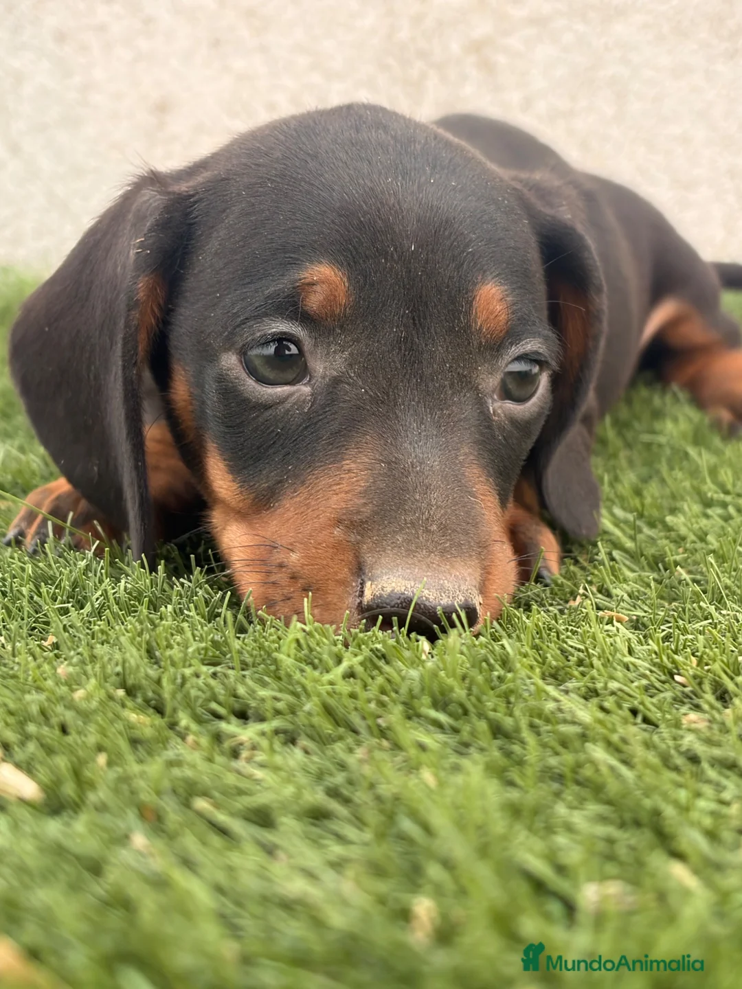 Teckel Miniatura perros en venta: Teckel  - Anuncio 5