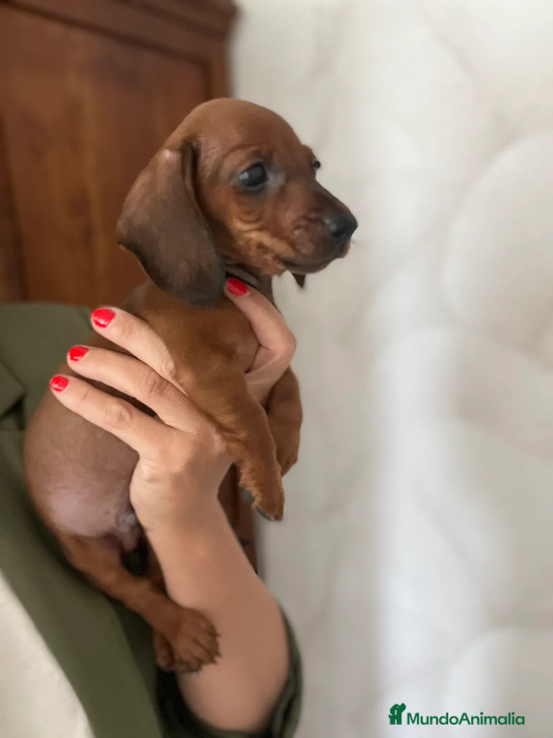 Teckel perros en venta: Teckel miniatura excelente calidad 601144783 en Valencia - Anuncio 13