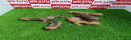 Teckel Miniatura perros en venta: Teckel miniatura  - Anuncio 6