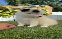 Pomerania perros en venta: POMERANIA HEMBRA BLANCA Y NEGRA - Imagen 14