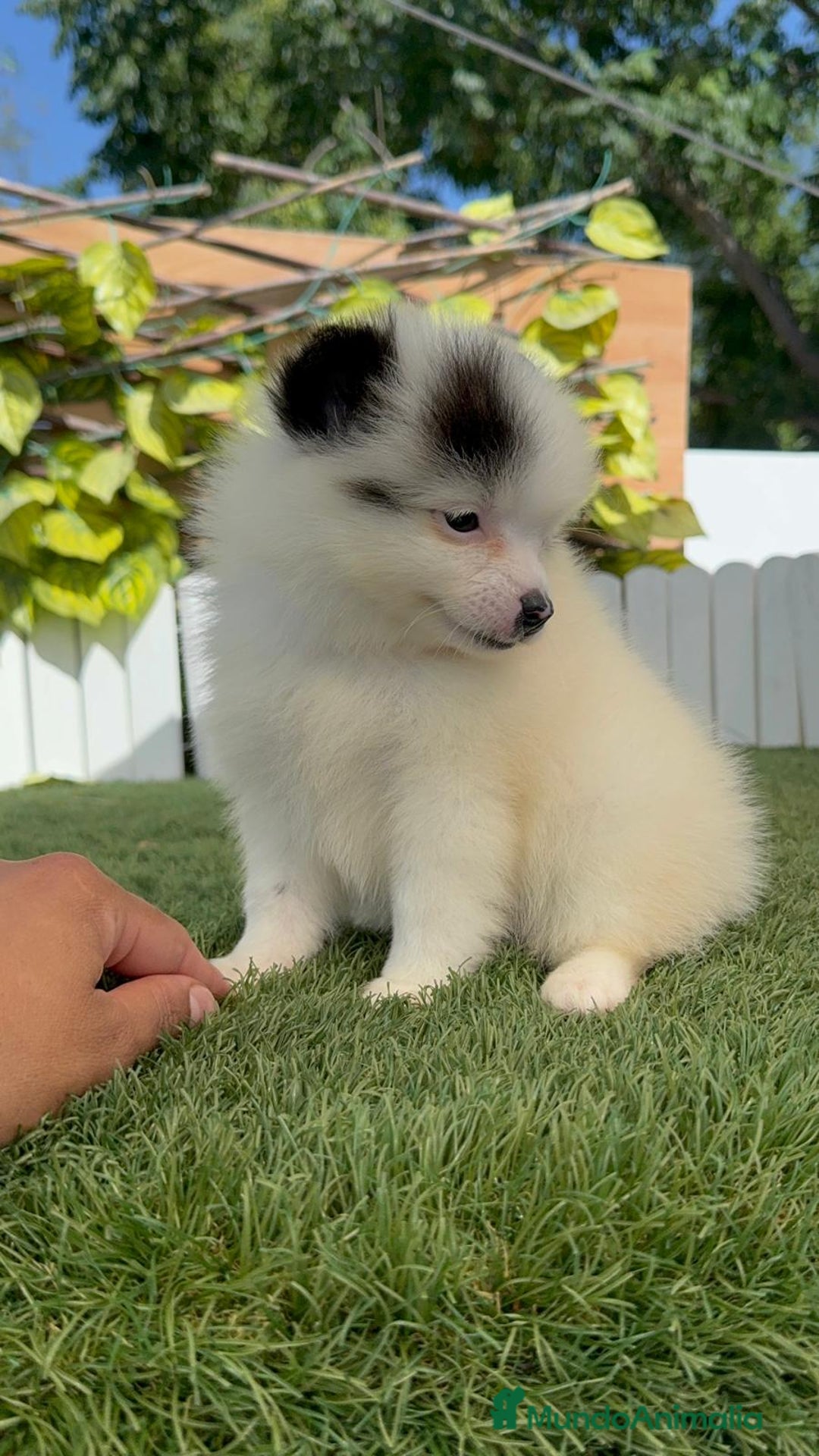 Pomerania perros en venta: POMERANIA HEMBRA BLANCA Y NEGRA - Imagen 14