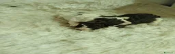 Perro de Agua Español perros en venta: Perros de agua  - Anuncio 7