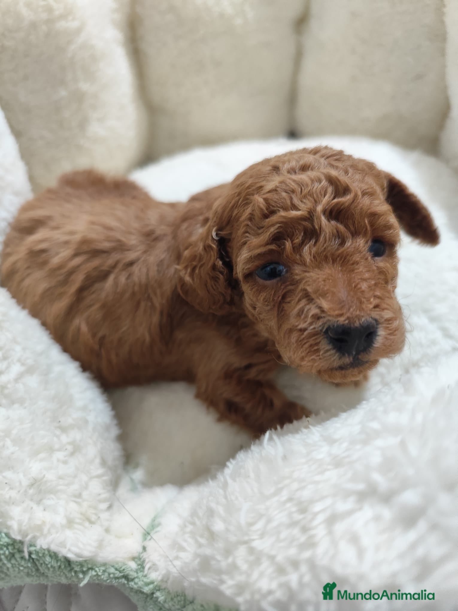 Caniche Toy perros en venta: Caniche toy  - Anuncio 12