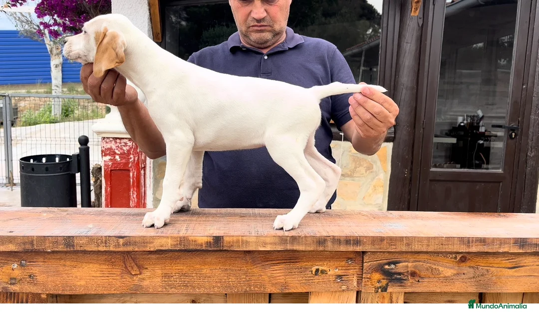 Pointer perros en venta: Benidorm Caraby pointer inglés  en Alicante - Anuncio 6