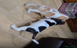 Basset Hound perros en venta: Preciosos sabuesos - Imagen 5