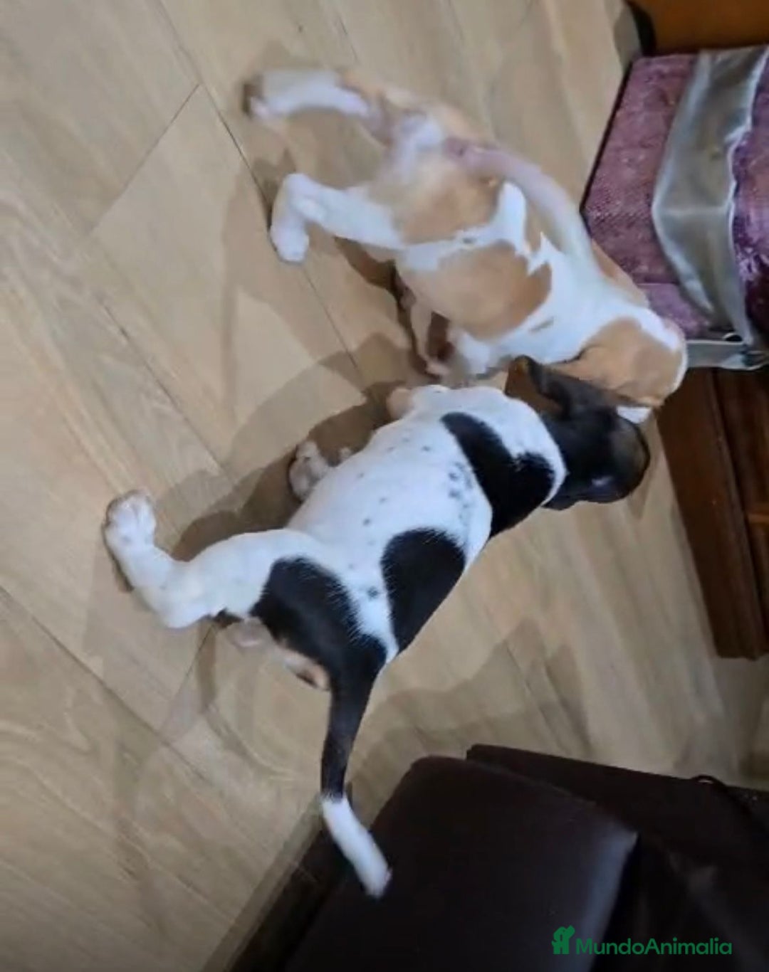 Basset Hound perros en venta: Preciosos sabuesos - Imagen 5