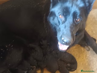 Pastor Alemán perros Negro solido - Anuncio 1
