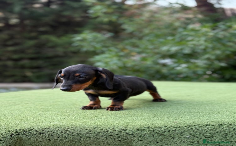 Teckel Miniatura perros - Anuncio 2