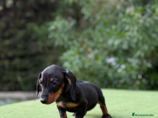 Teckel Miniatura perros - Anuncio 25