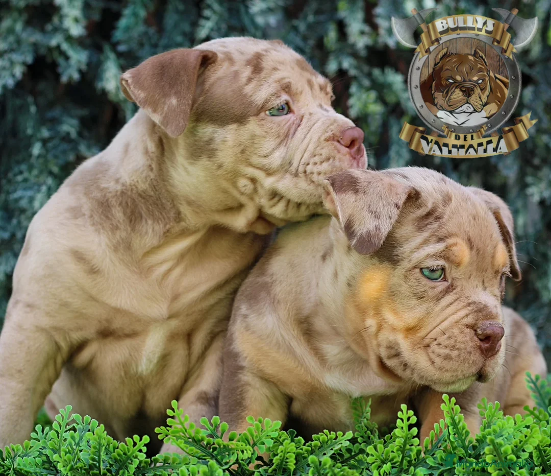 American Bully perros en venta: CENTRO PROFESIONAL DE CRIA AMERICAN BULLY  en Sevilla - Anuncio 1