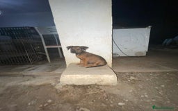 Pinscher Miniatura perros en adopcion: Mestizo mini pincher  - Imagen 2