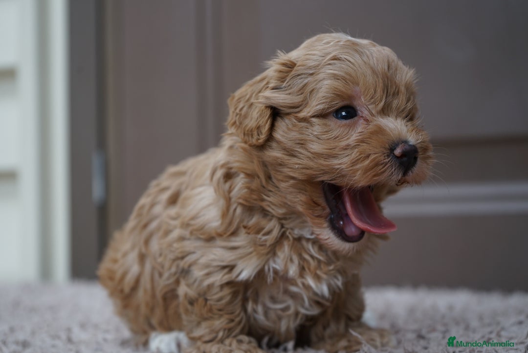 Maltipoo perros en venta: 🍡MOCHI Y YUKI, PEQUEÑAS Y ADORABLES MALTIPOO 🐾 - Imagen 5