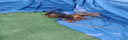 Teckel Miniatura perros en venta: Macho teckel arlequín miniatura  - Anuncio 4