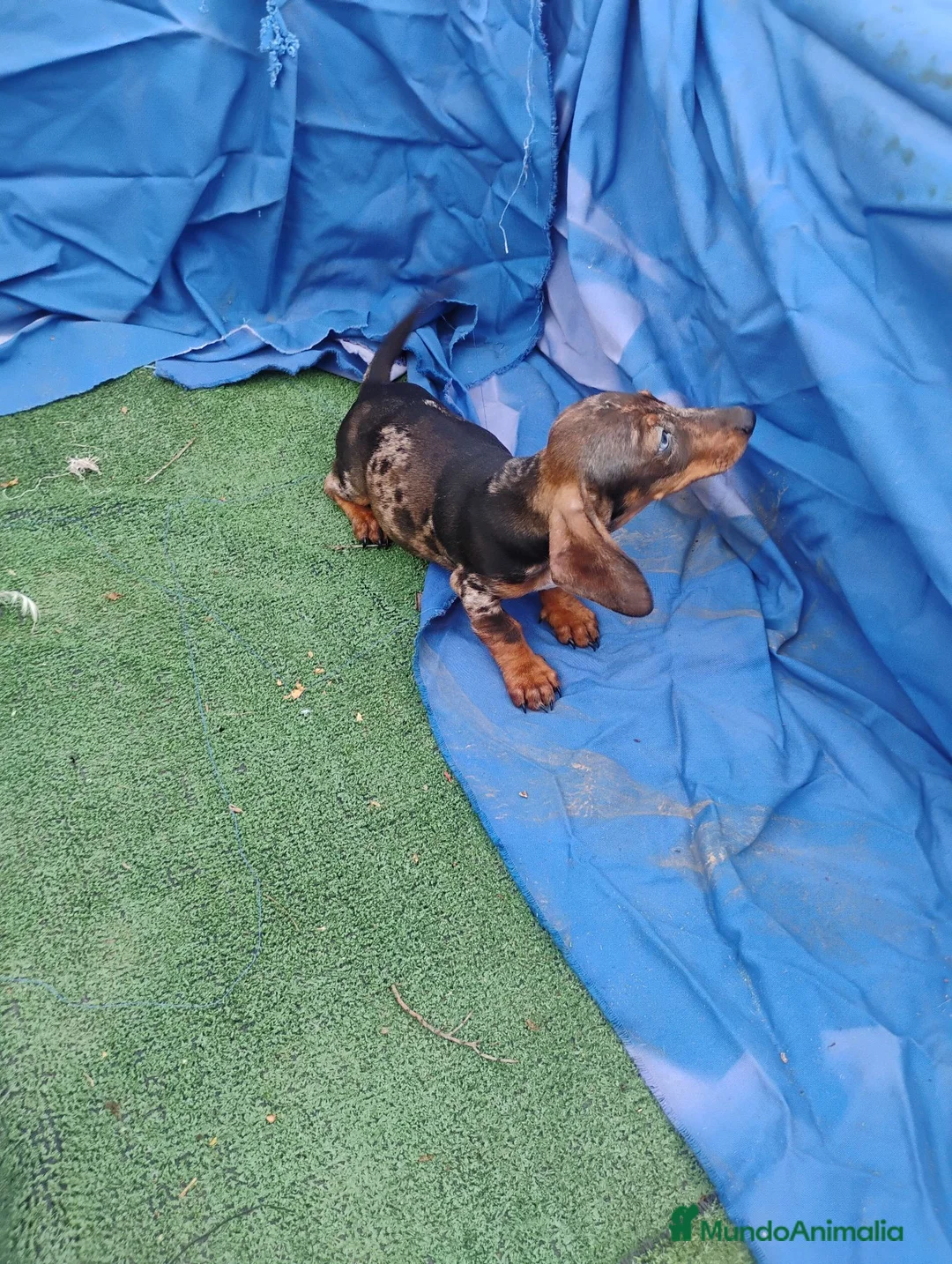 Teckel Miniatura perros en venta: Macho teckel arlequín miniatura  - Anuncio 4