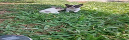 Chihuahua perros en venta: PRECIOSOS CHIHUAHUA RUSO Y ASIÁTICO       - Anuncio 9