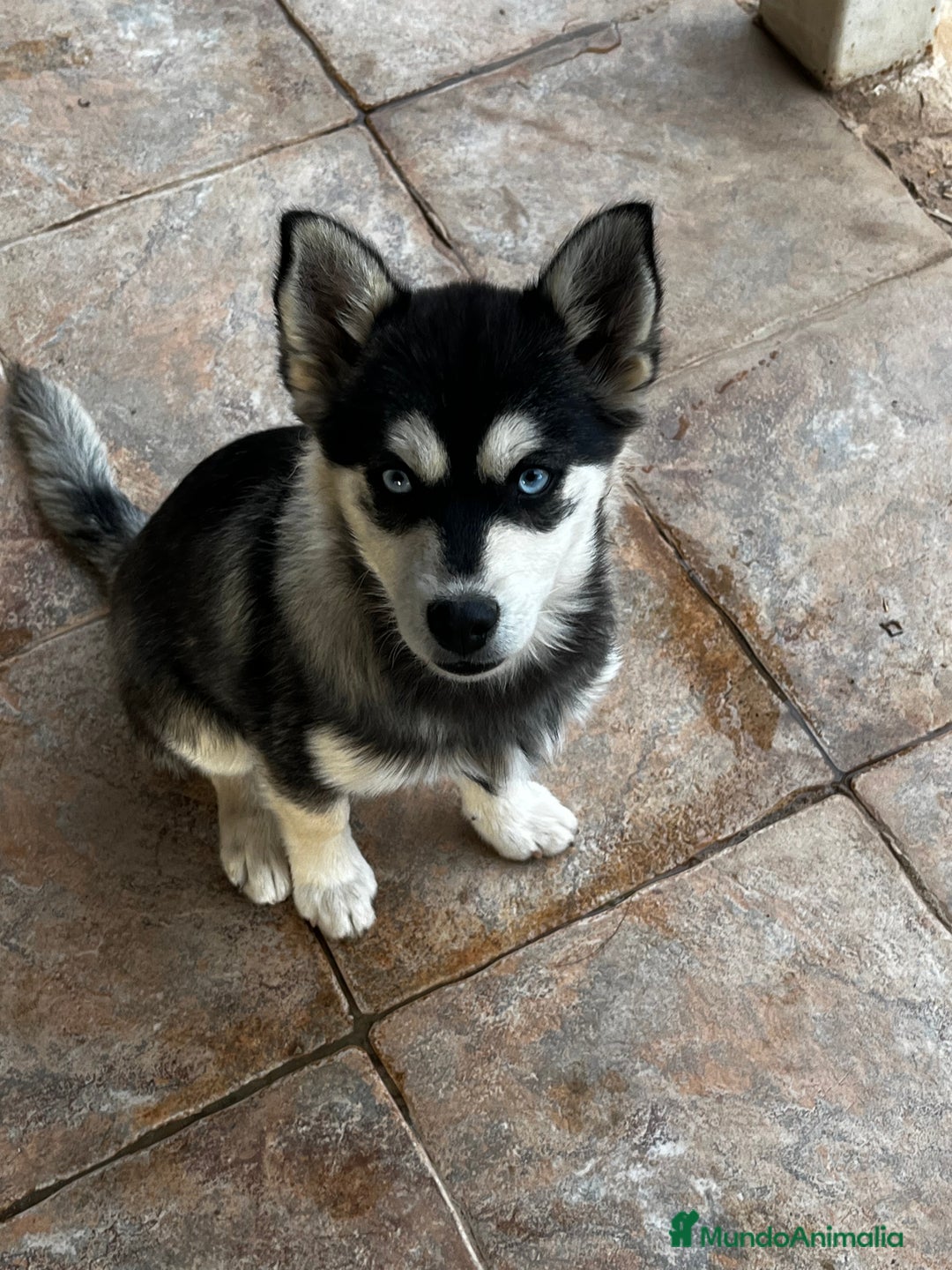 Pomsky perros en adopcion: Pomsky multigeneracional  - Anuncio 1