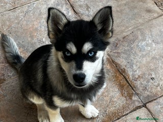 Pomsky perros Pomsky multigeneracional - Anuncio 1