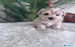 Maltipoo perros en venta: MALTIPOO MACHO - Imagen 4