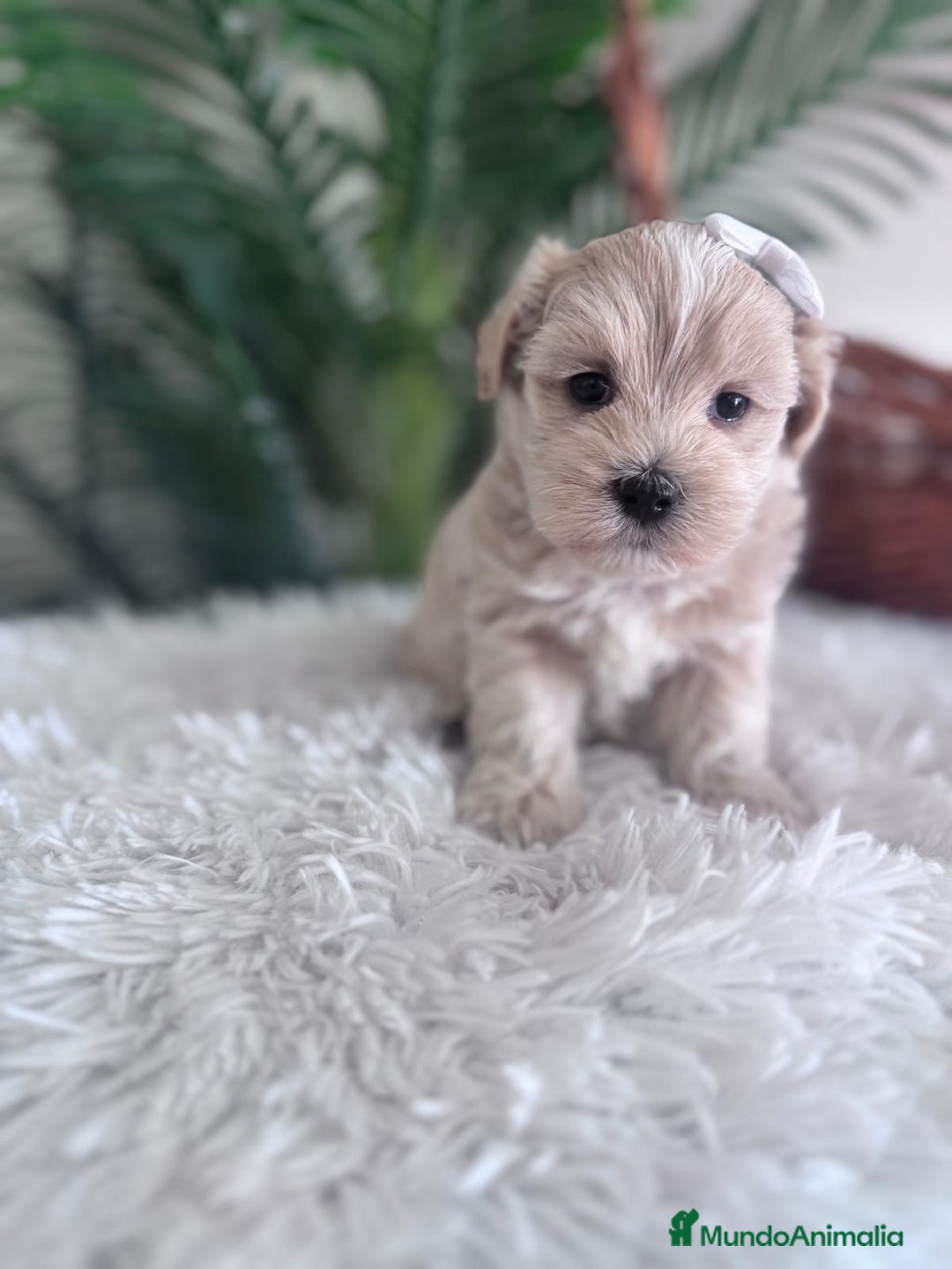 Maltipoo perros en venta: MALTIPOO MACHO - Imagen 4