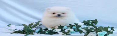Pomerania Cachorro 1