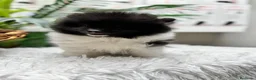 Pomerania perros en venta: POMERANIA - Anuncio 4