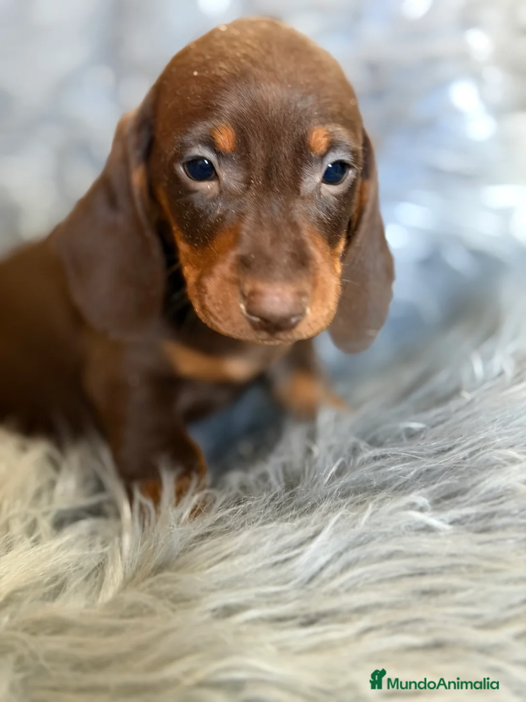 Teckel Miniatura perros en venta: Teckel mini Chocolate  - Anuncio 3