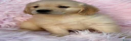 Golden Retriever perros en venta: Camada golden retriever  - Anuncio 10