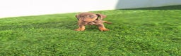 Teckel Miniatura perros en venta: TECKEL KANNINCHEN CHOCOLATE  - Anuncio 1