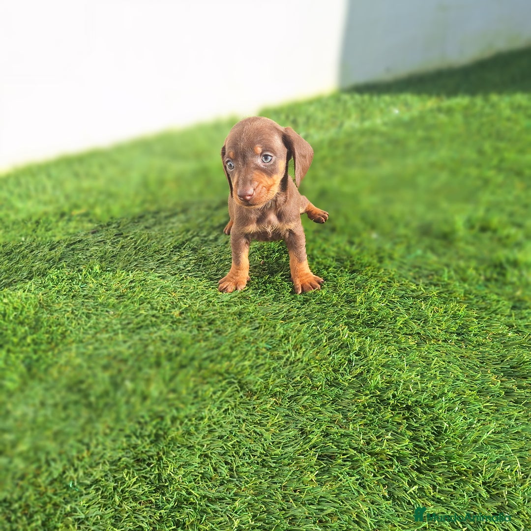Teckel Miniatura perros en venta: TECKEL KANNINCHEN CHOCOLATE  - Anuncio 1