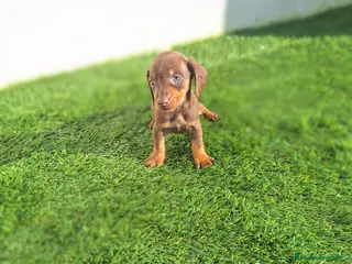 Teckel Miniatura perros TECKEL KANNINCHEN CHOCOLATE - Anuncio 14