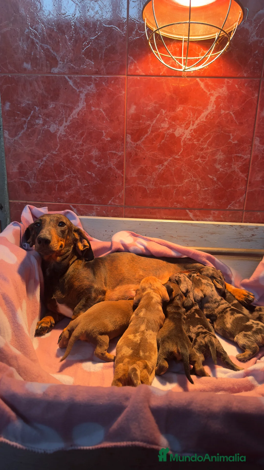 Teckel Miniatura perros en venta: Teckel mini - Anuncio 1