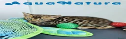 Bengalí gatos en venta: Bengali Macho 4568 AQUANATURA - Anuncio 8