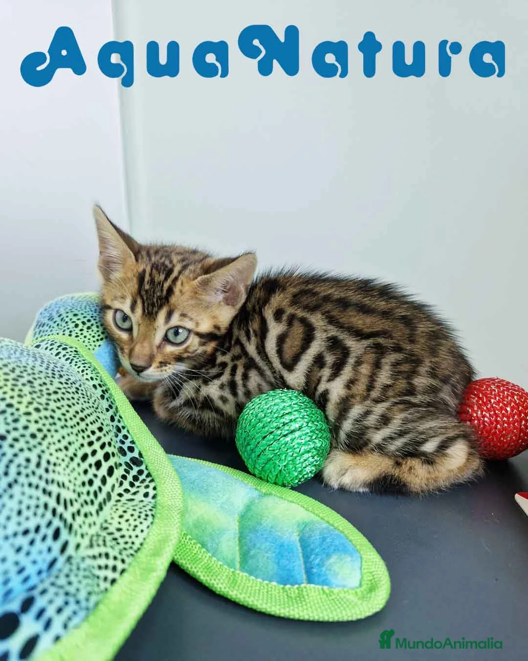 Bengalí gatos en venta: Bengali Macho 4568 AQUANATURA - Anuncio 8