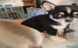 Chihuahua perros en venta: Chihuahua macho  - Anuncio 2