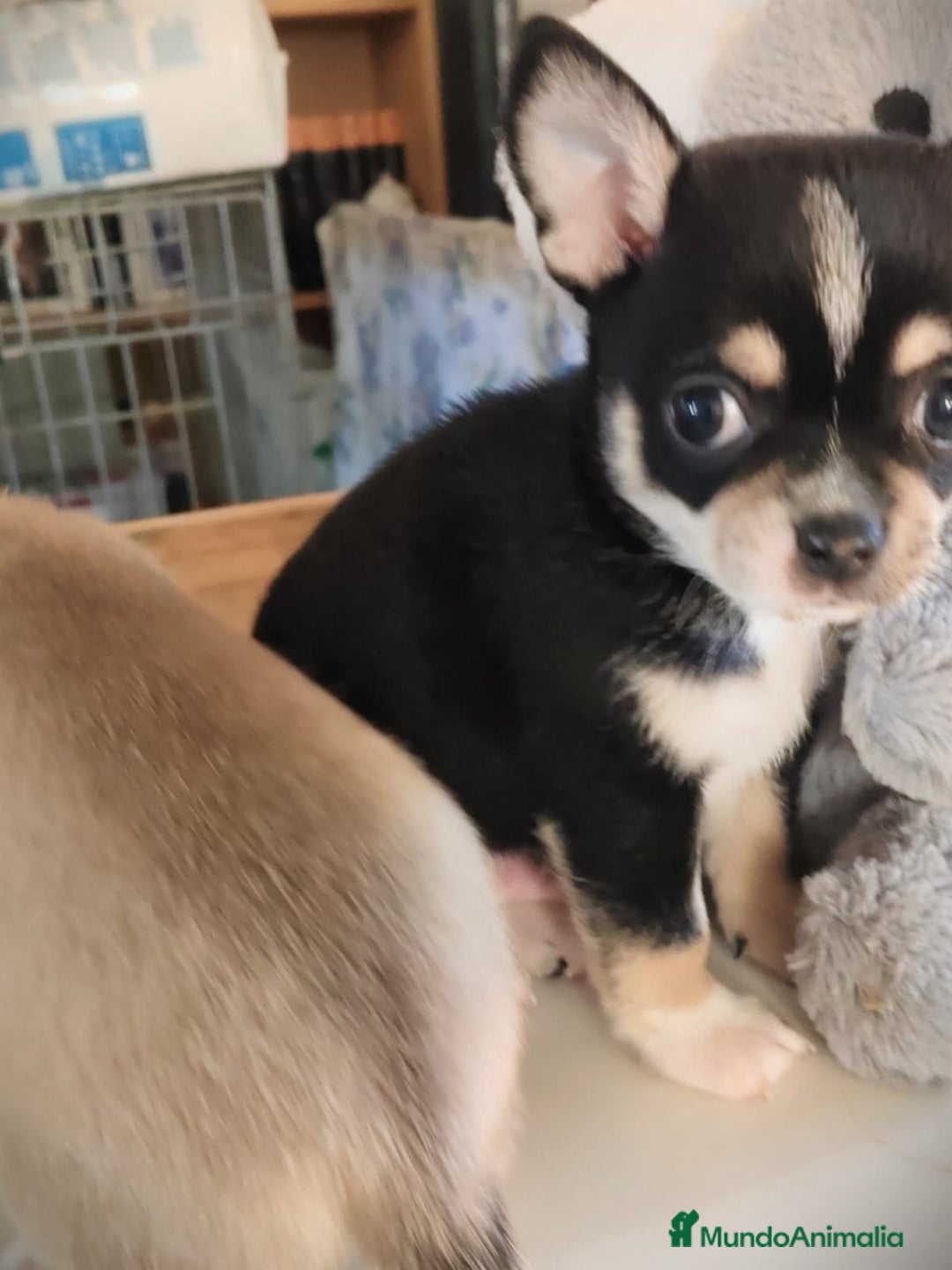 Chihuahua perros en venta: Chihuahua macho  - Anuncio 2